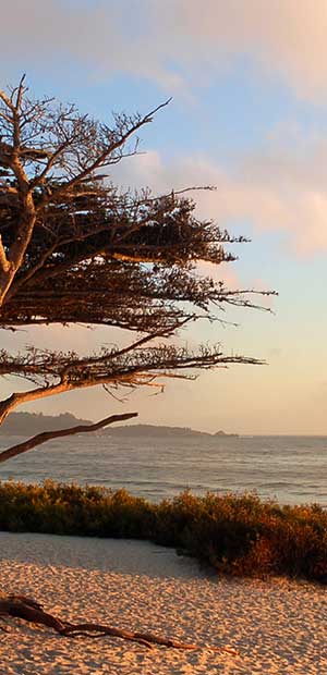 Monterey Beaches