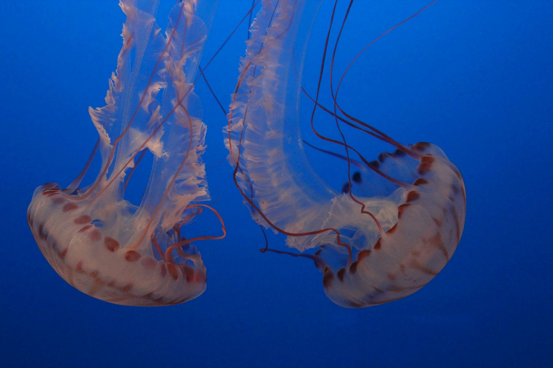 Two jellyfish drift in blue water, their translucent bells and trailing tentacles glowing softly as they pulse in sync.