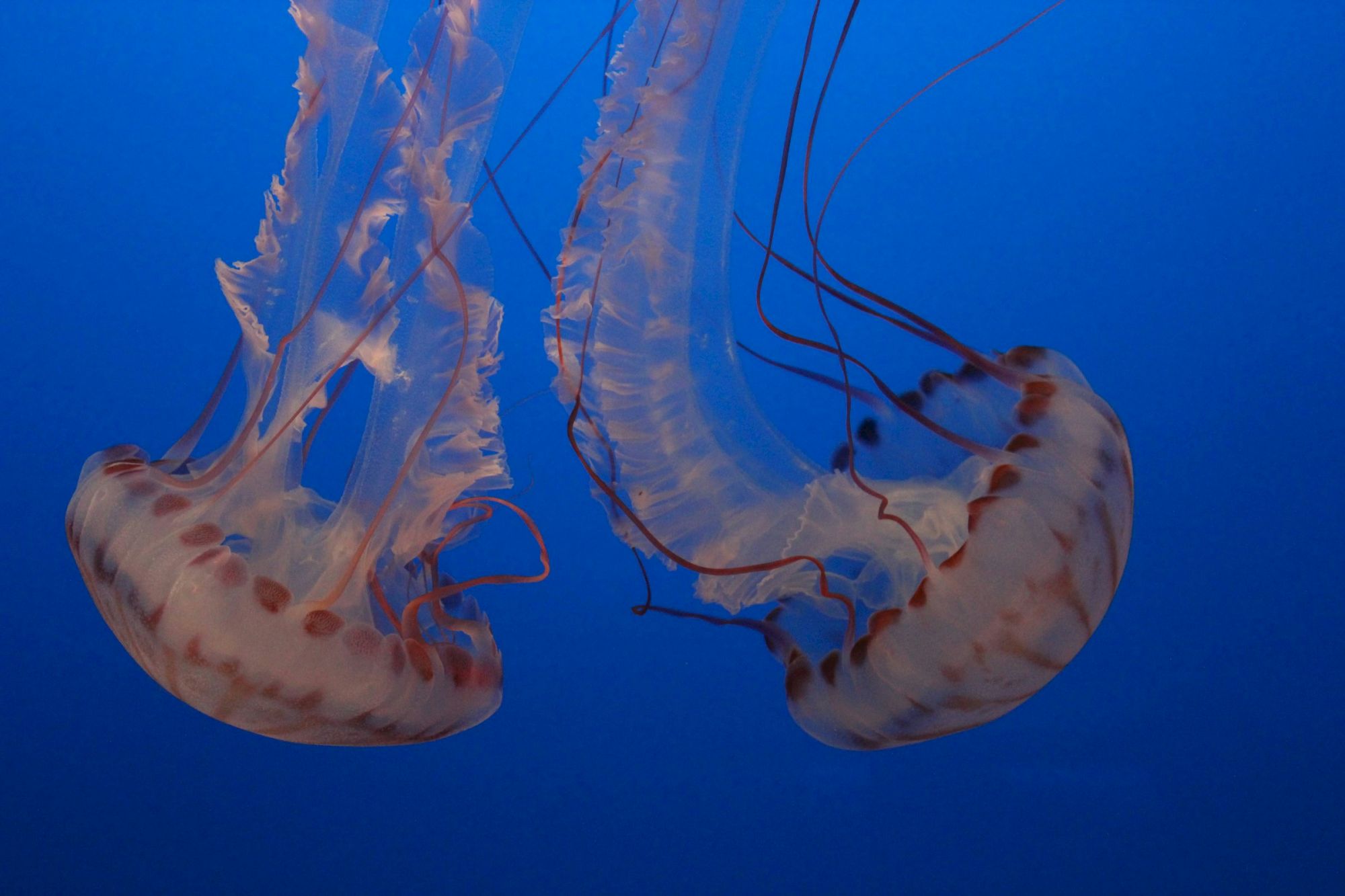 Two jellyfish drift in blue water, their translucent bells and trailing tentacles glowing softly as they pulse in sync.