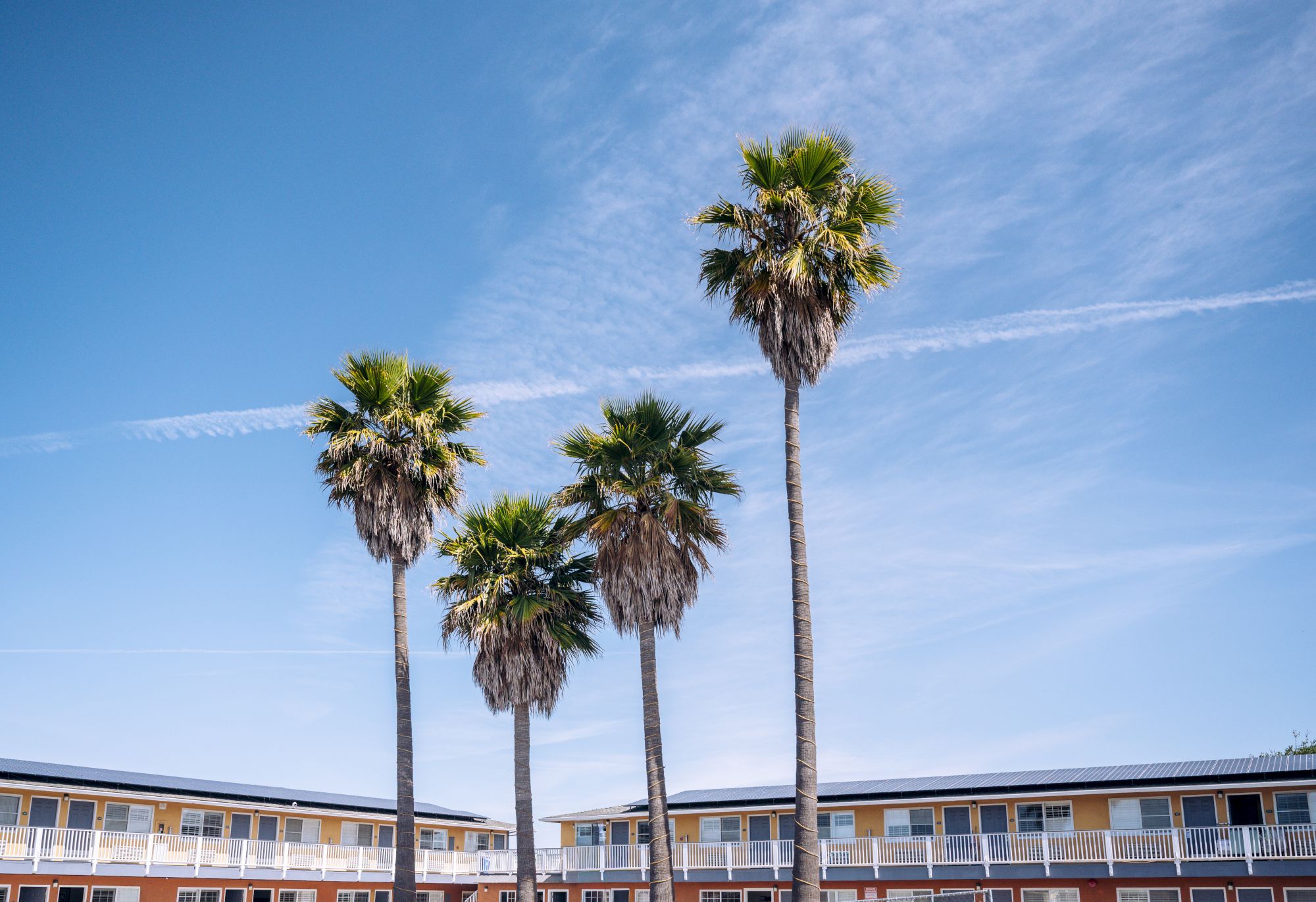 Three tall palm trees rise over a low, curved motel-style building with a bright blue sky above, giving a sunny, retro vacation vibe.
