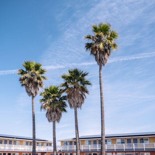 Three tall palm trees rise over a low, mid-century motel-style building, under a bright blue sky with light wispy clouds.