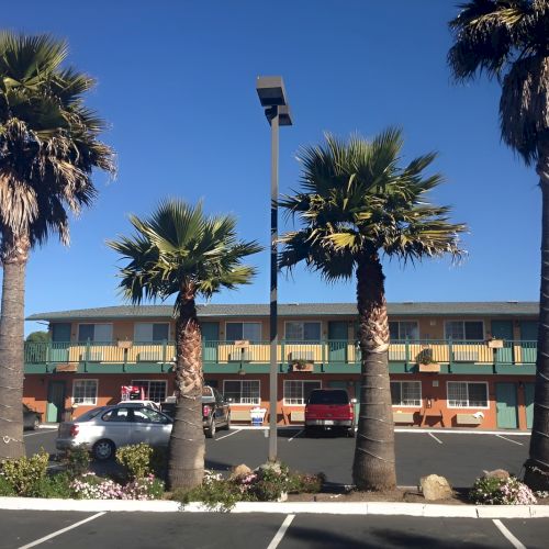 A sunny street lined with tall palm trees, a clear blue sky, and a few buildings in the distance.