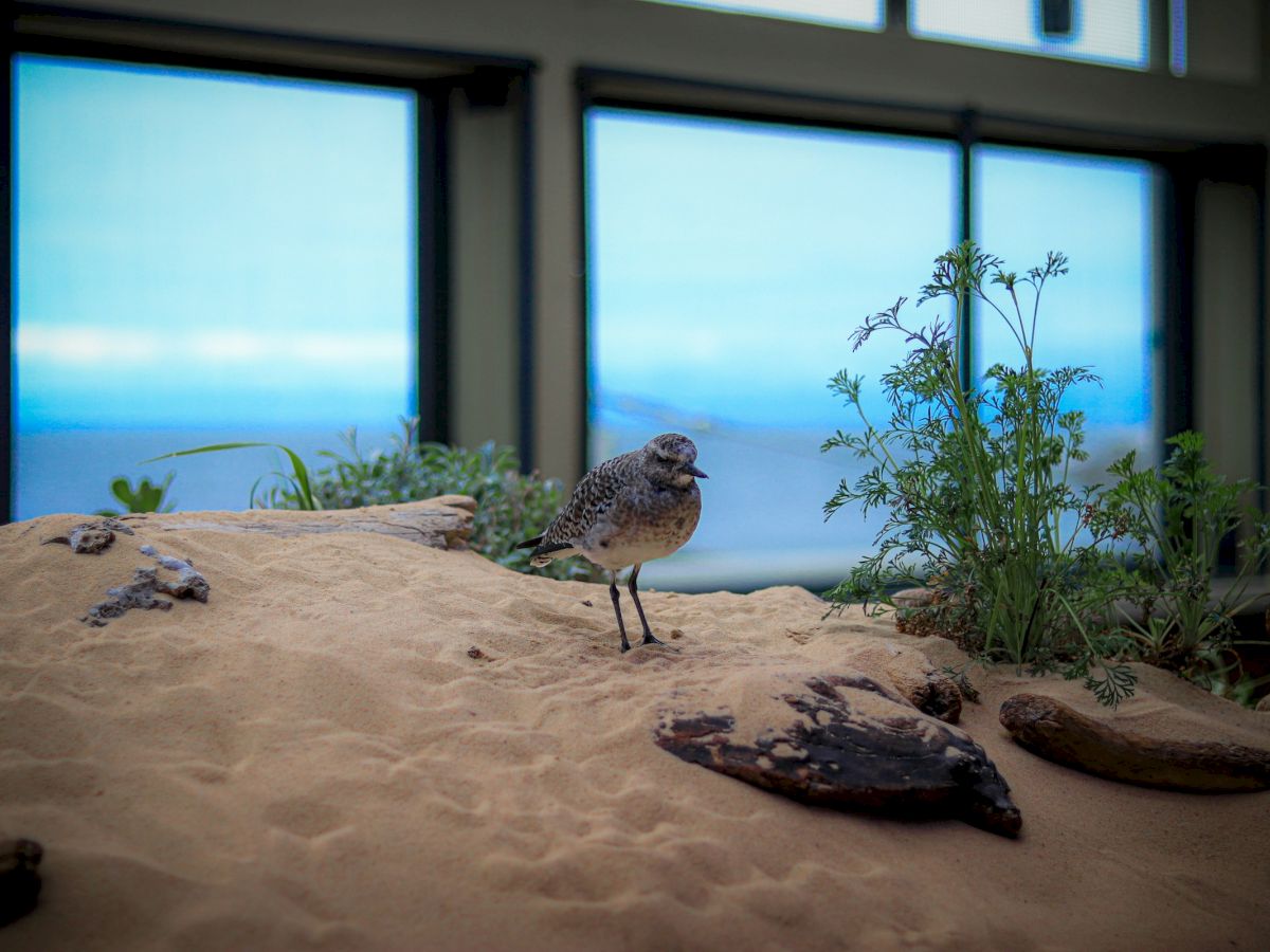 A small bird stands on sandy terrain with plants and rocks indoors, near large windows overlooking a blue sky.