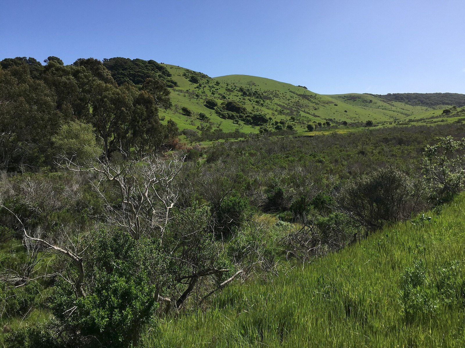 Goats grazing among green hills and oak woodland at Fort Ord National Monument