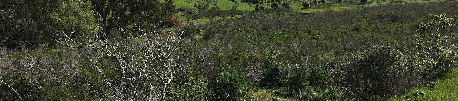 Goats grazing among green hills and oak woodland at Fort Ord National Monument